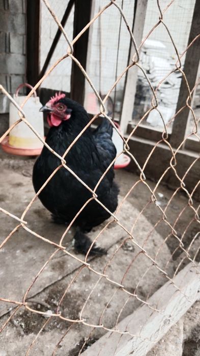 Курица 4000тг...