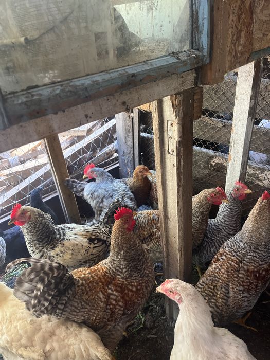 Продам петухов молодые