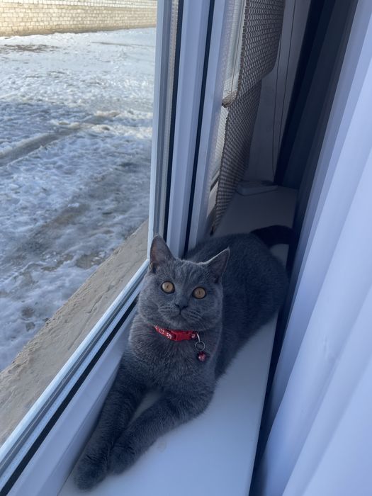 Британская кошка