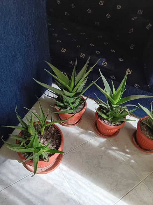 Саксии с алое вера 6 броя,на две години.