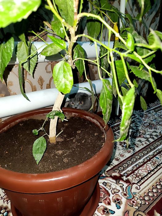 Britan mushuk sotiladi.(nasli toza)