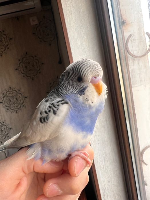 Valnistiy papugay Totiqush Волнистый чех подчех