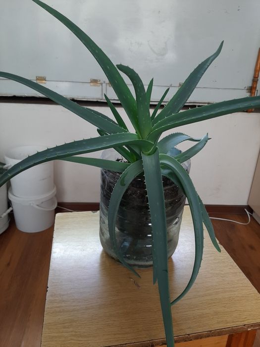 Алоэ вера лекарственное