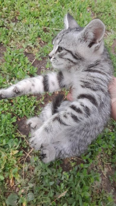 Тихая милая Кошка девочка