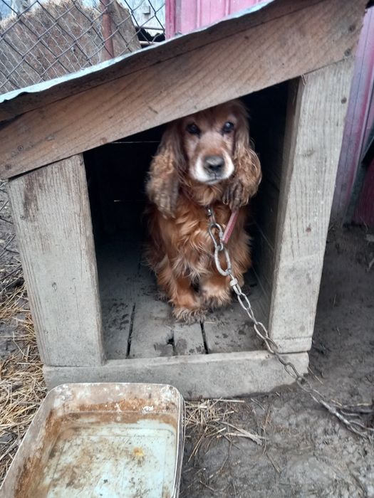 Donez  cucker spaniol