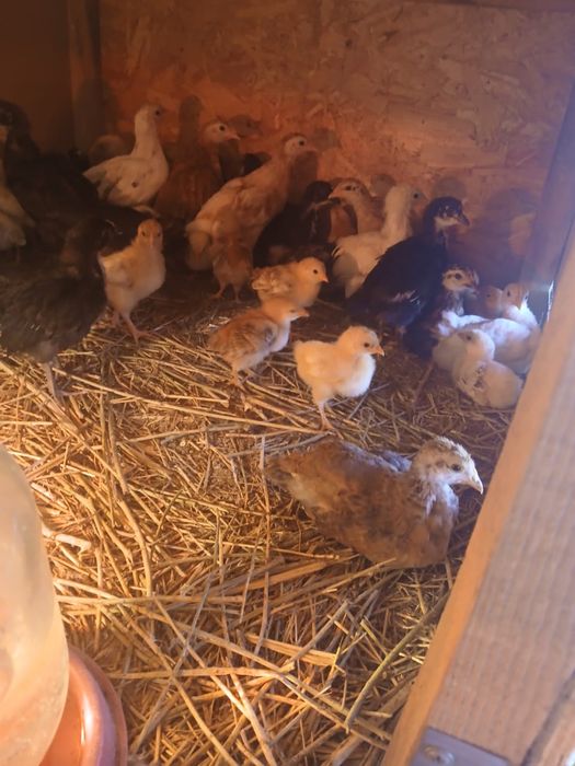 Шөже сатылады 1000тг ден