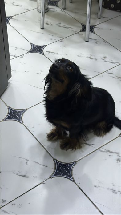 Щенок маленький. Собака