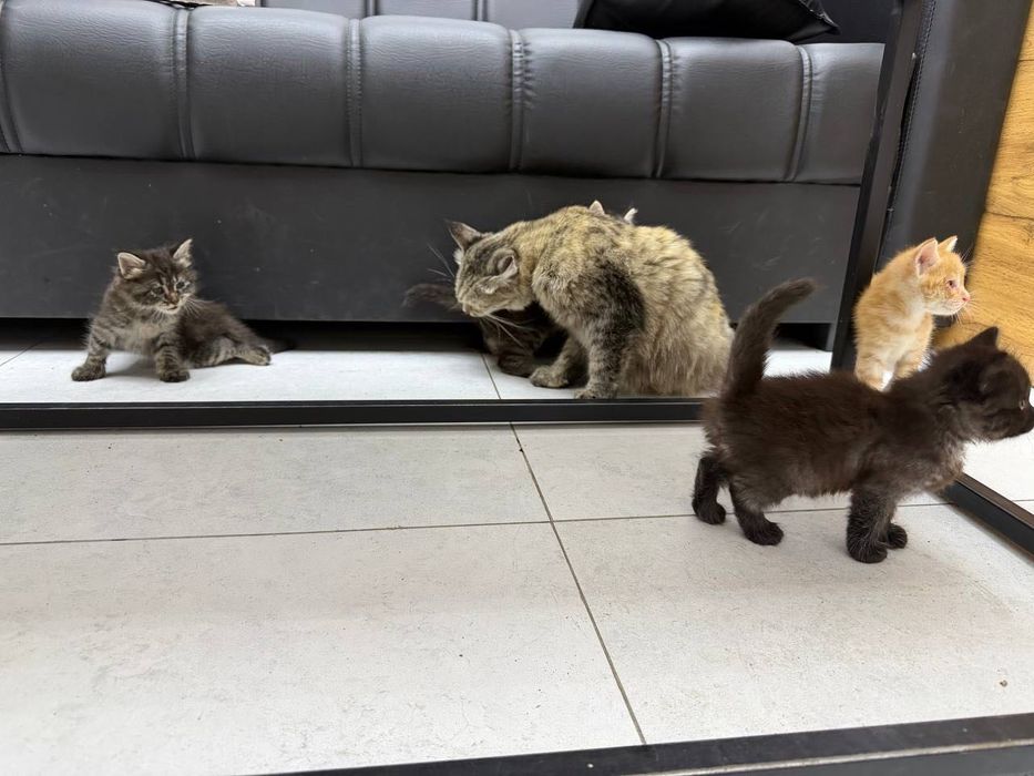 Отдам даром котят 1 месяц