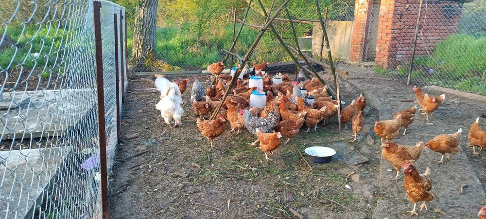 Кокошки ломан браун