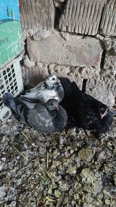 Голуби пискуны пакистанцы