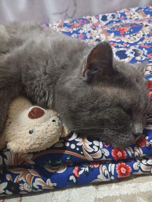 Продаём британский кошку