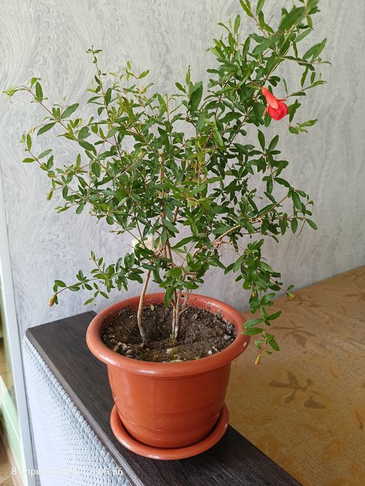 Продам комнатный гранат