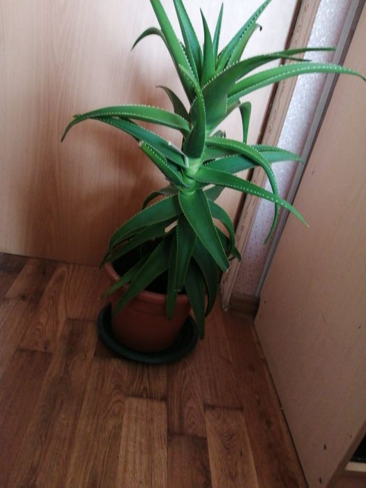 Продаю пятилетнее алоэ