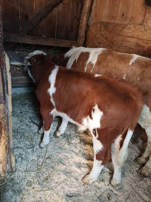 VÂND VIȚEL BĂLȚAT  în vârstă de aproximativ 3 luni