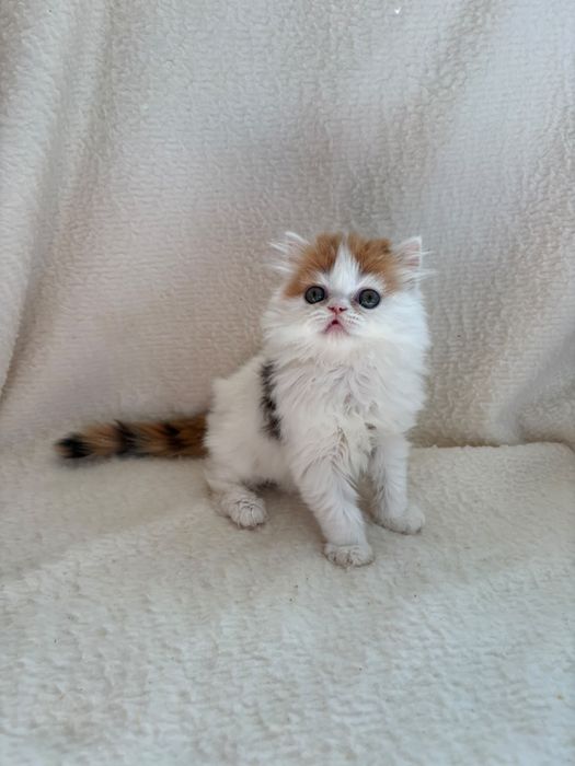 Хайленд страйт из профессионального питомника.