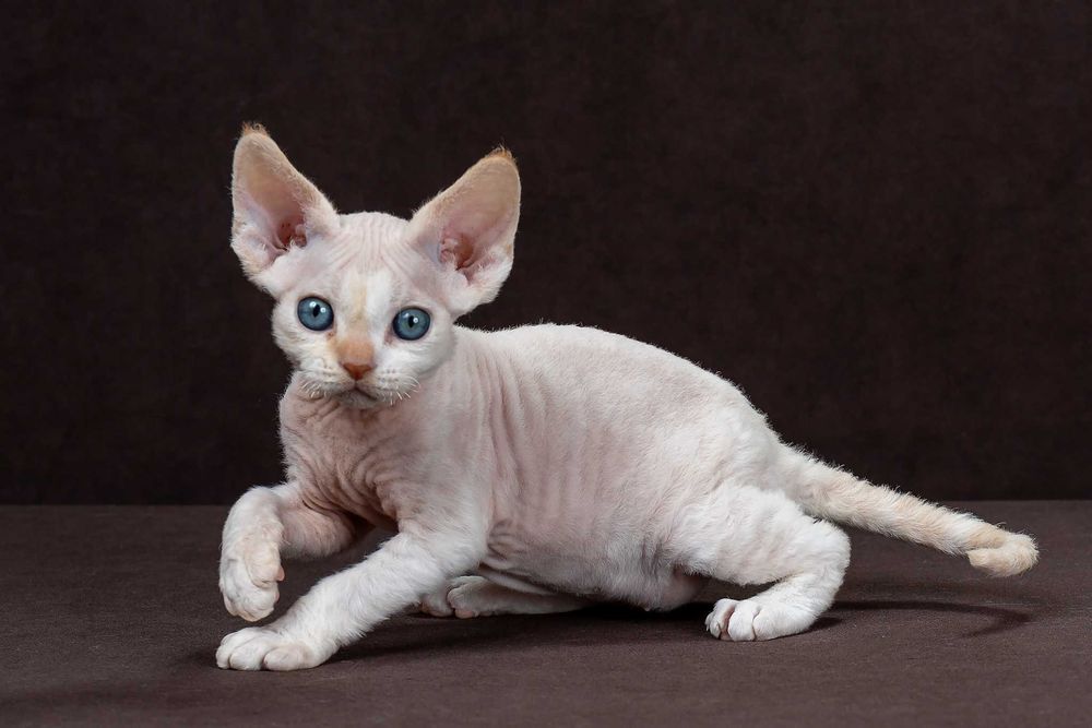 Котята девон рекс