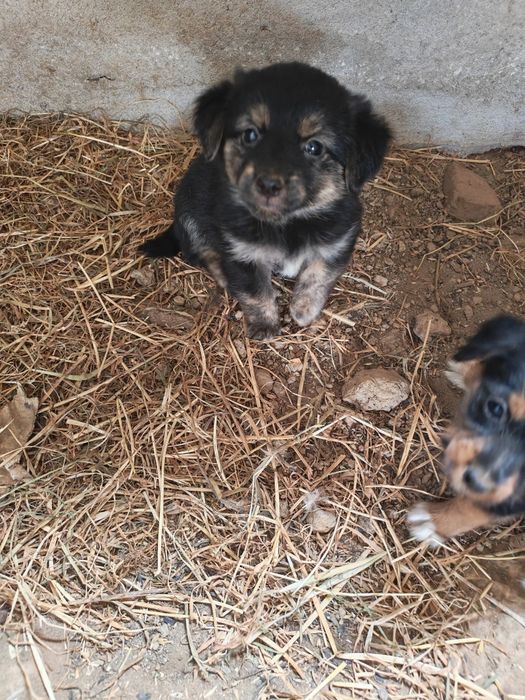 Donez căței talie mica