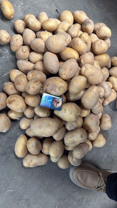 Морковь  оптом от 20 тонн