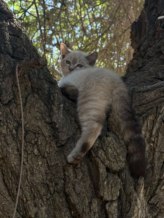 Отдам даром два котенка