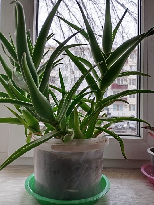 Алоэ лечебное алое