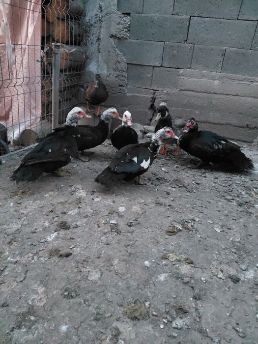 DE  vnzare  rațe