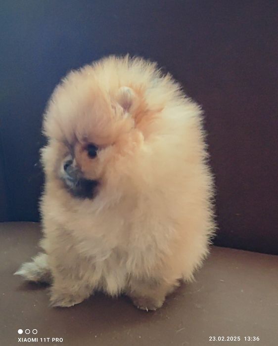 Померан померанче