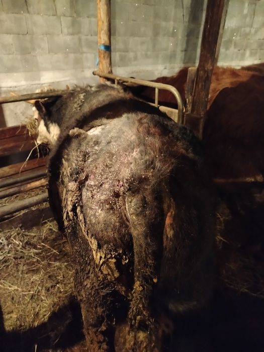 Продам бычков с откорма.