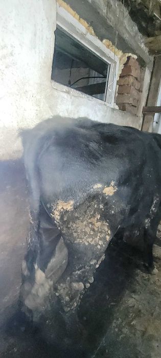 Продам бычков с откорма