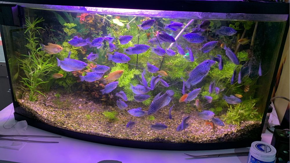 Plante /pachet generos