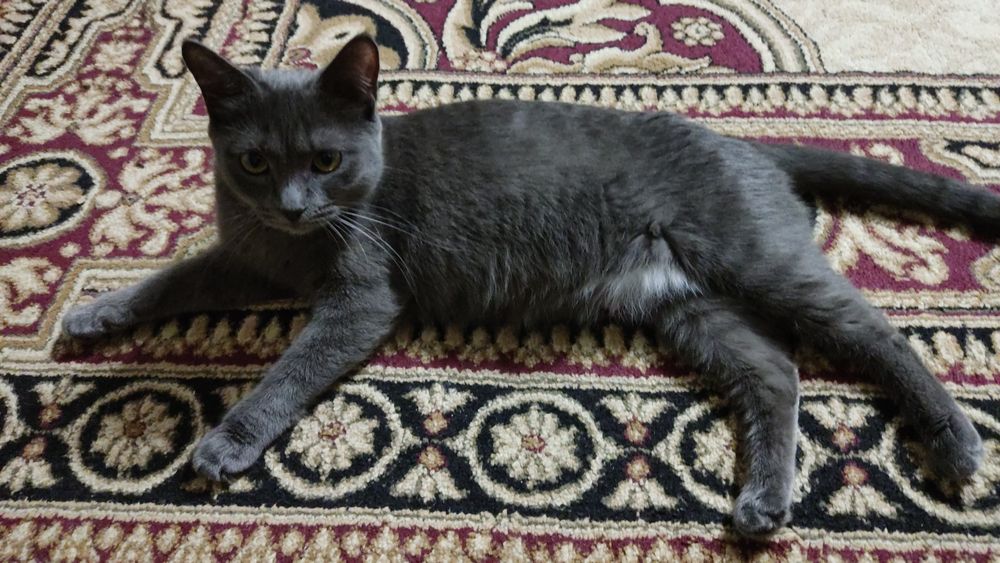 Отдам бесплатно кошку