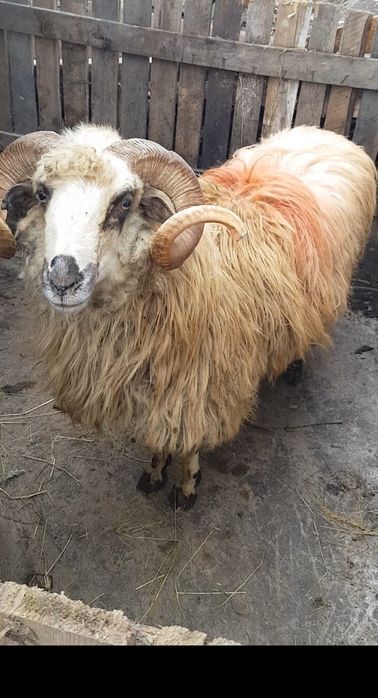 Oi si berbeci de vanzare