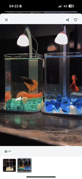 Набор аквариум плюс петушок