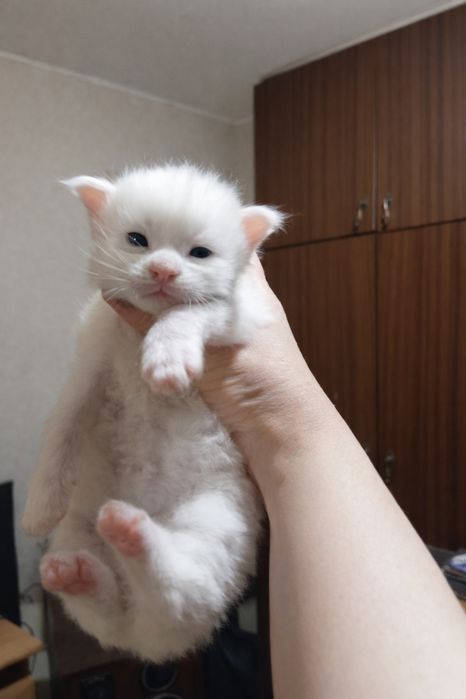 Котята породы Мейн Кун