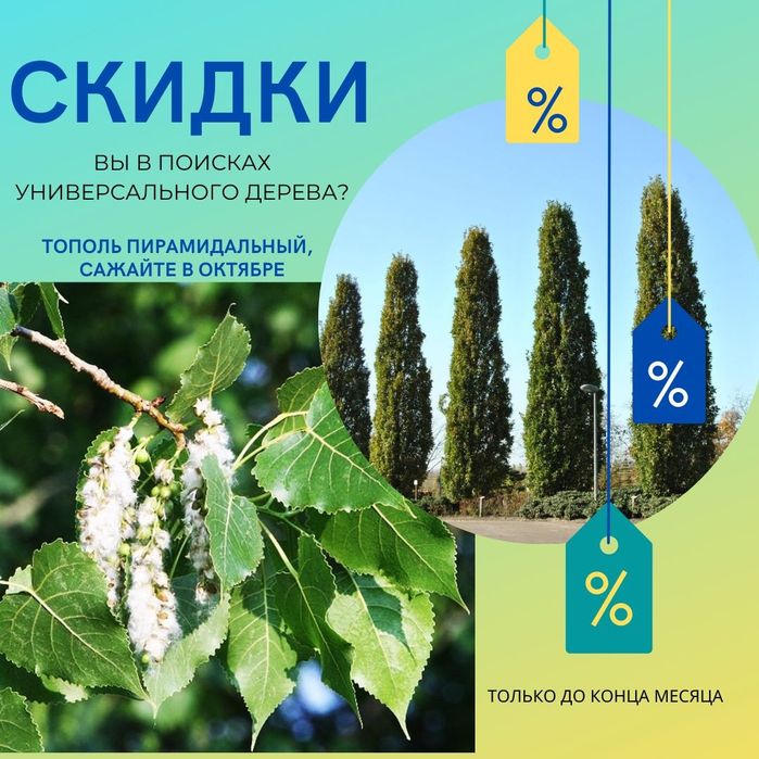 Тополя , кустарники , Ели , сосны