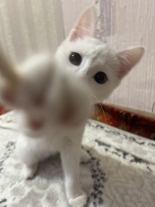 Котенок ласковый