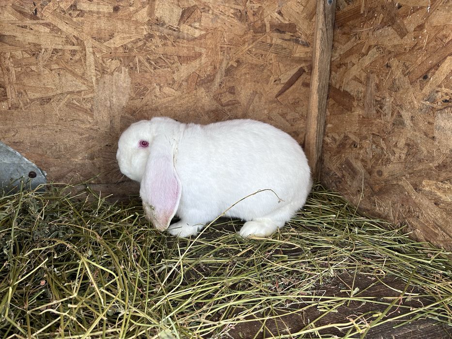 Mascul berbec german