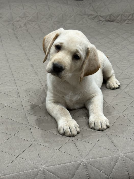 Чистокръвни Лабрадор Ретривар: