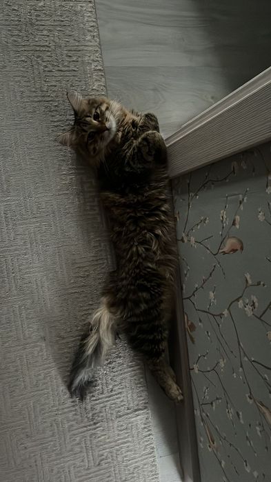 Сибирский кот годик ему