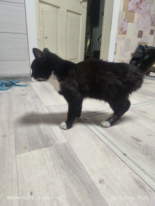 Котёнка 5-6месецев