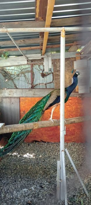 Pereche de pauni si puiul lor