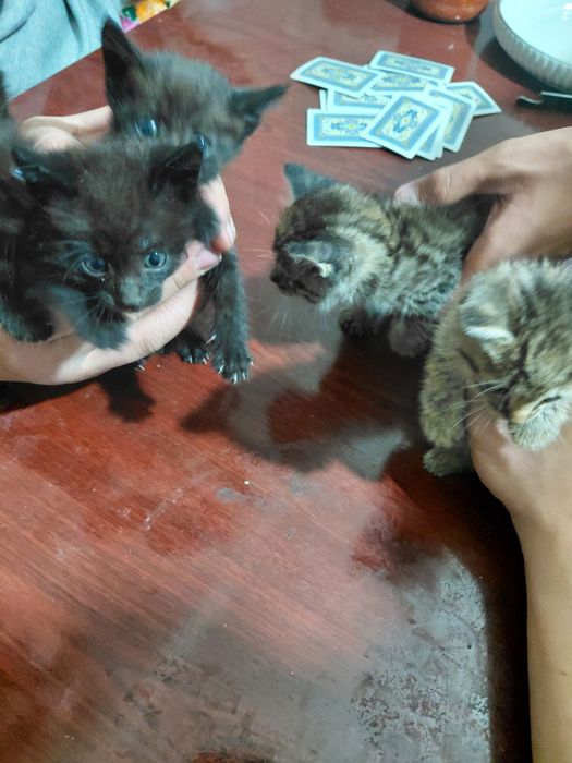 Продам котят в добрые руки