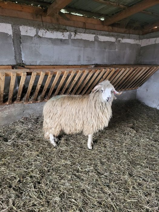 Berbecuț noatin turcan