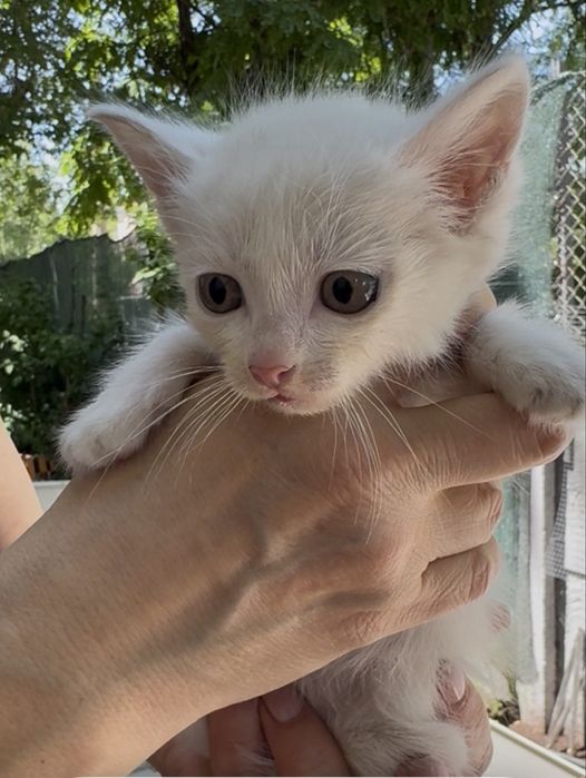 Отдам котенка (девочку) в добрые руки