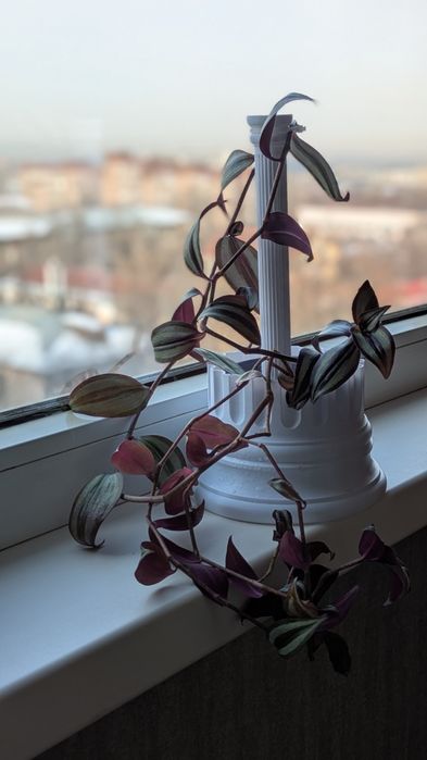 Традесканция Зебрина в уникальном кашпо «Колонна»