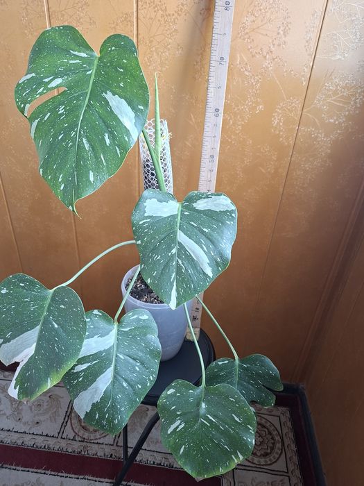 Продам монстеру Тайское созвездие