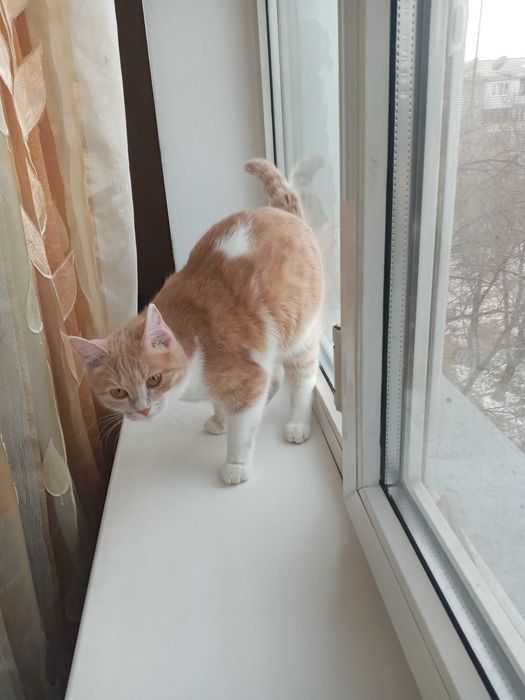 Котёнок, девочка