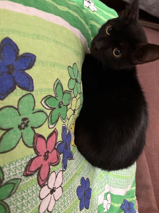 Отдам кота черного