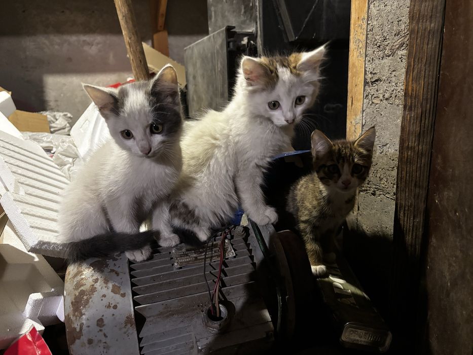 Котята бесплатно