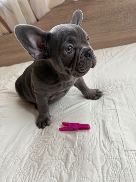 Френски булдог Blu tan