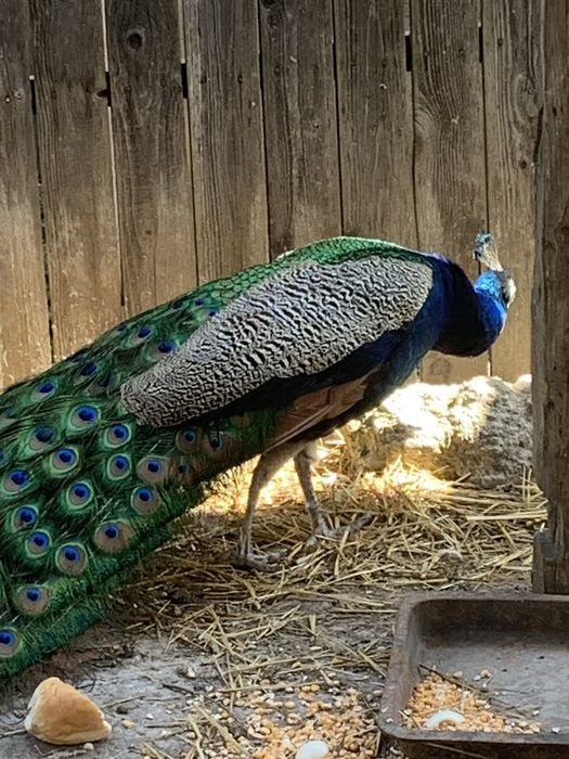 Paun albastru mascul